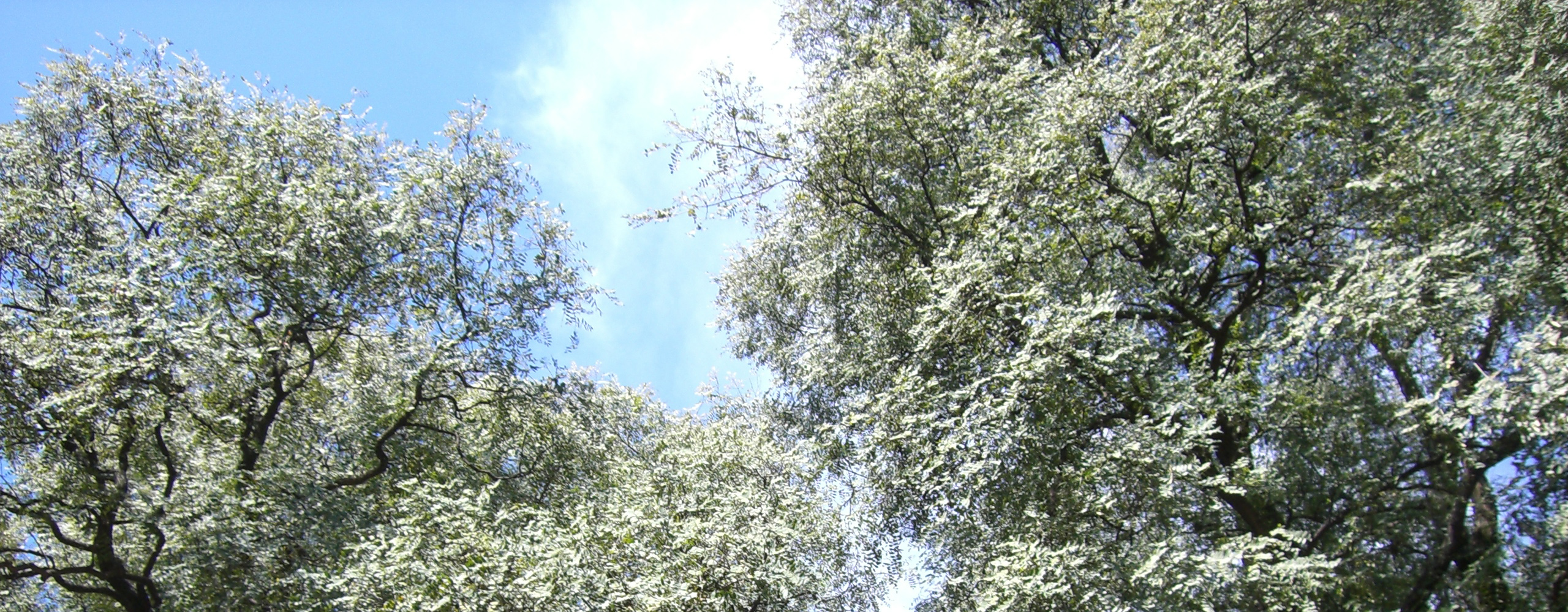 Header-Baum Was ist eigentlich traumasensibles Yoga?